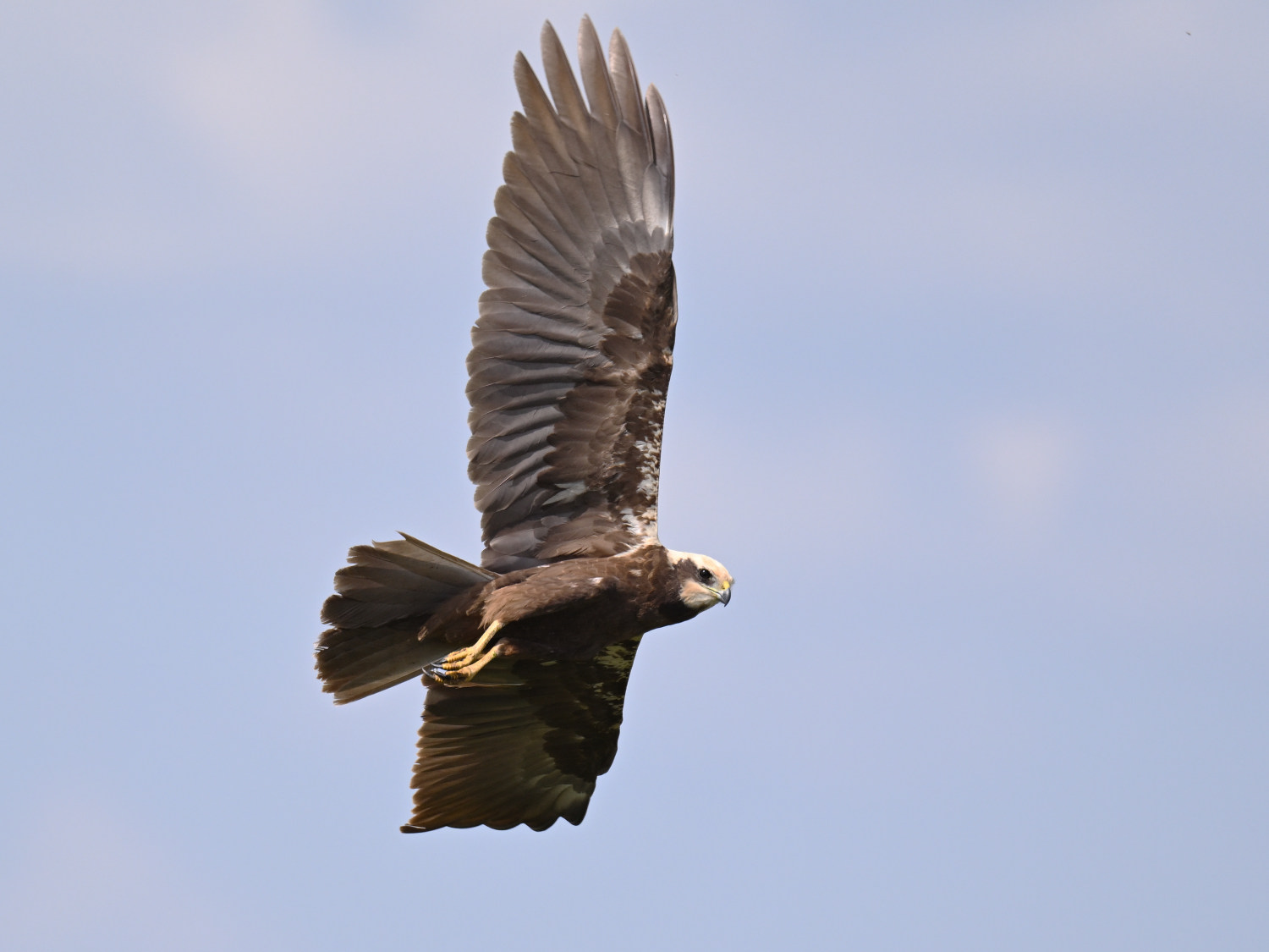 Marsh Harrier