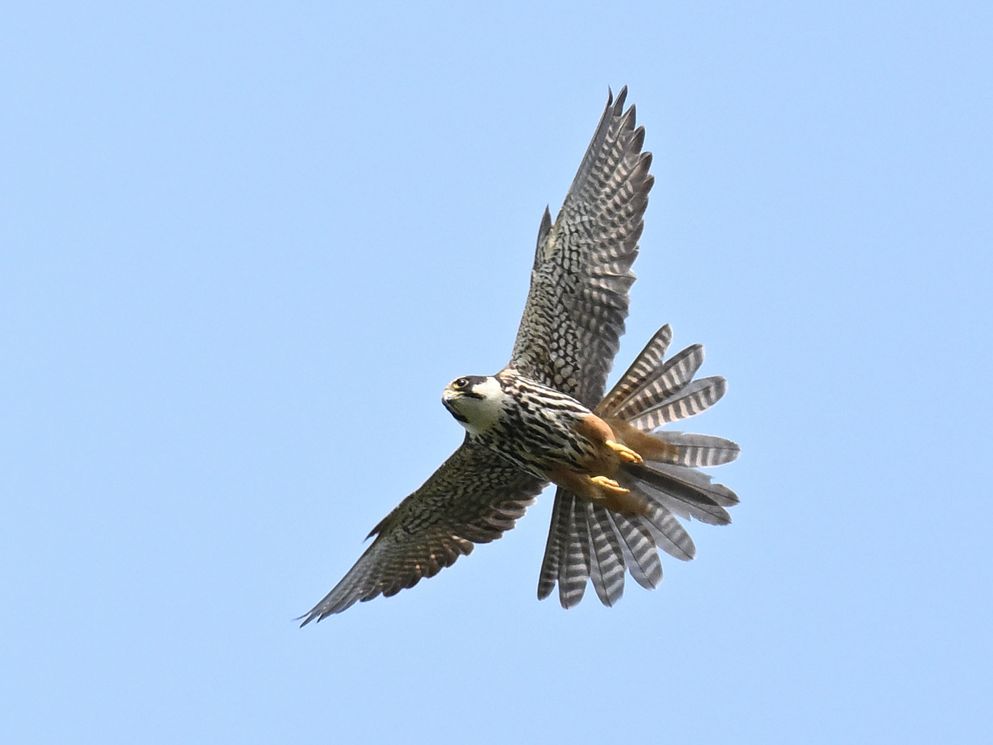 Hobby