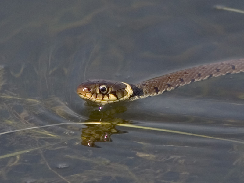 Baby grass snake
