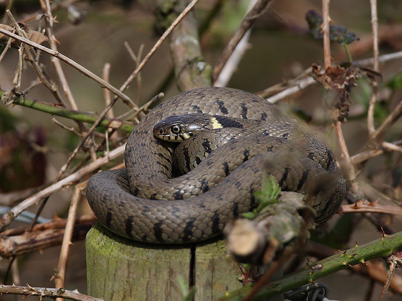 Grass Snake basking