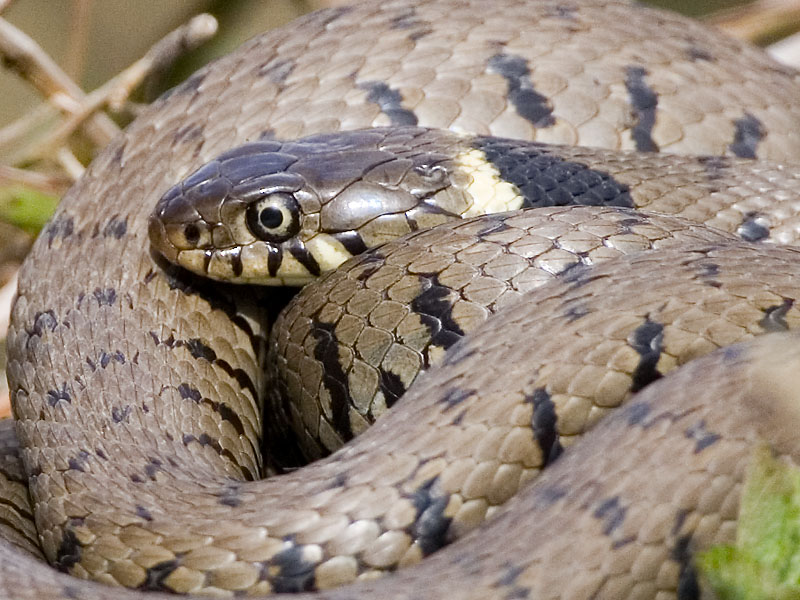 Grass Snake