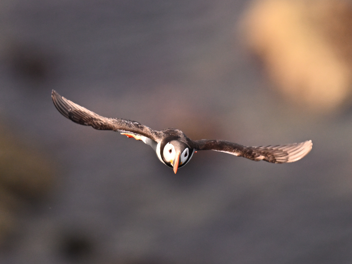 Puffin