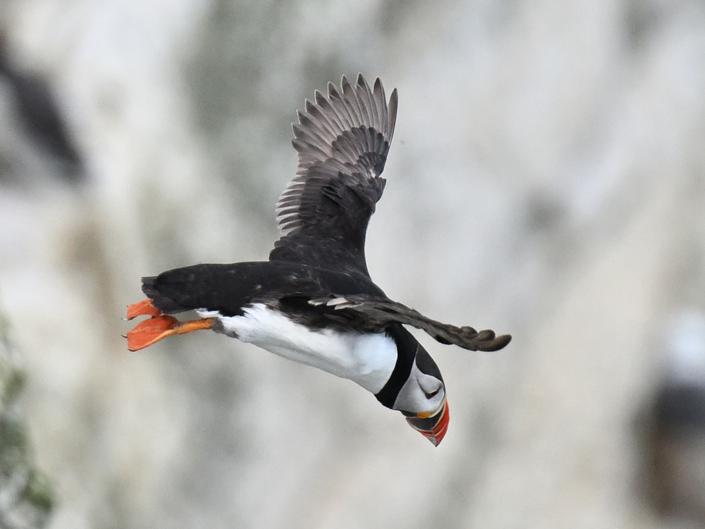 Puffin
