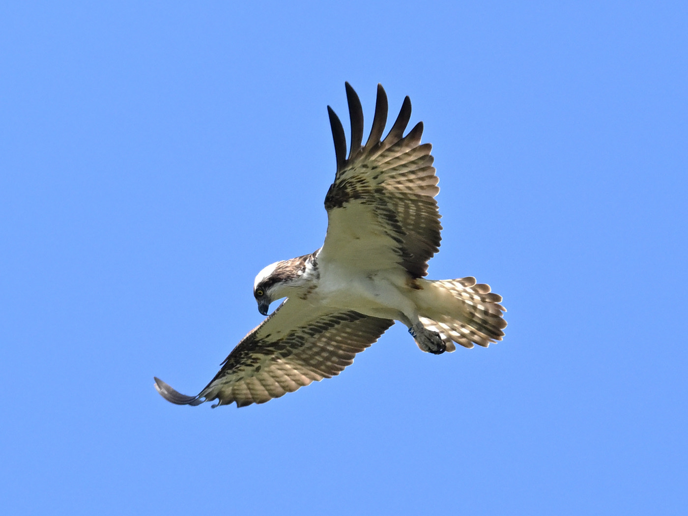 Osprey 6K14