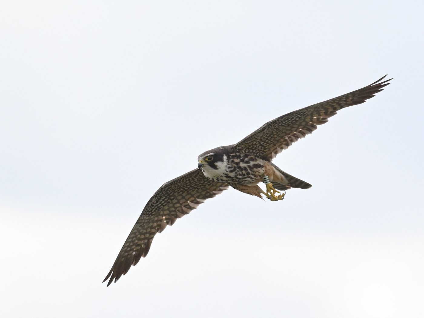 Hobby H1