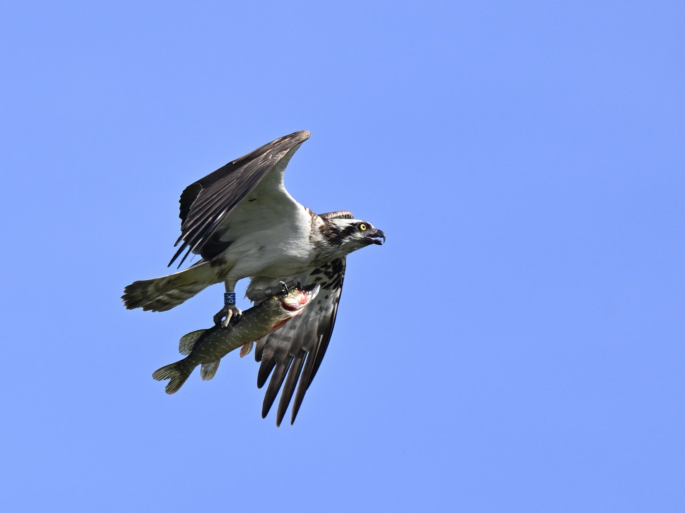 Osprey 6K