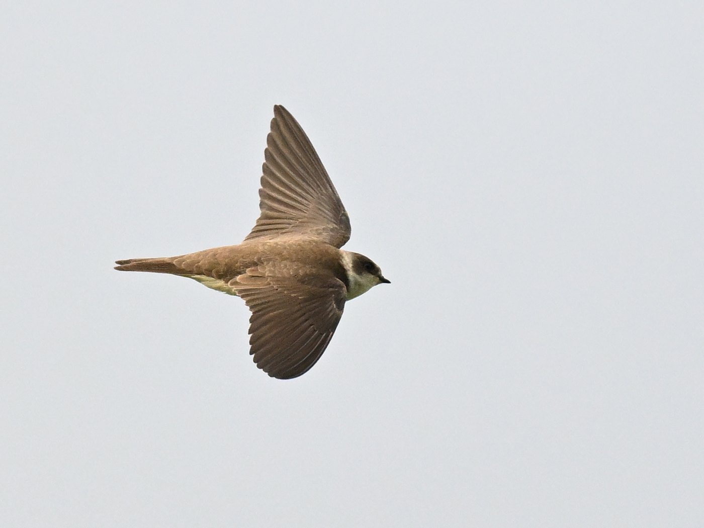 Sand Martin