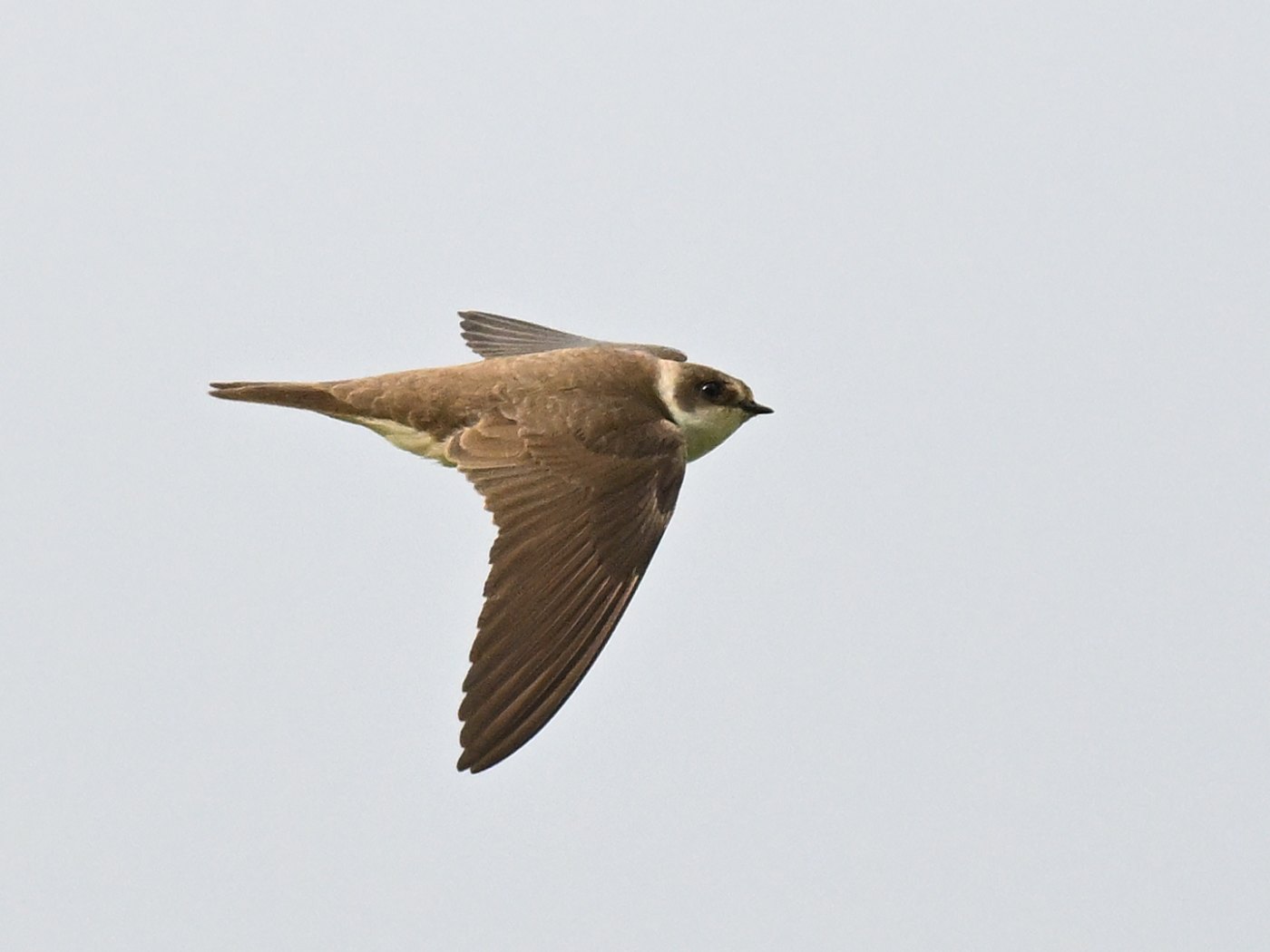 Sand Martin