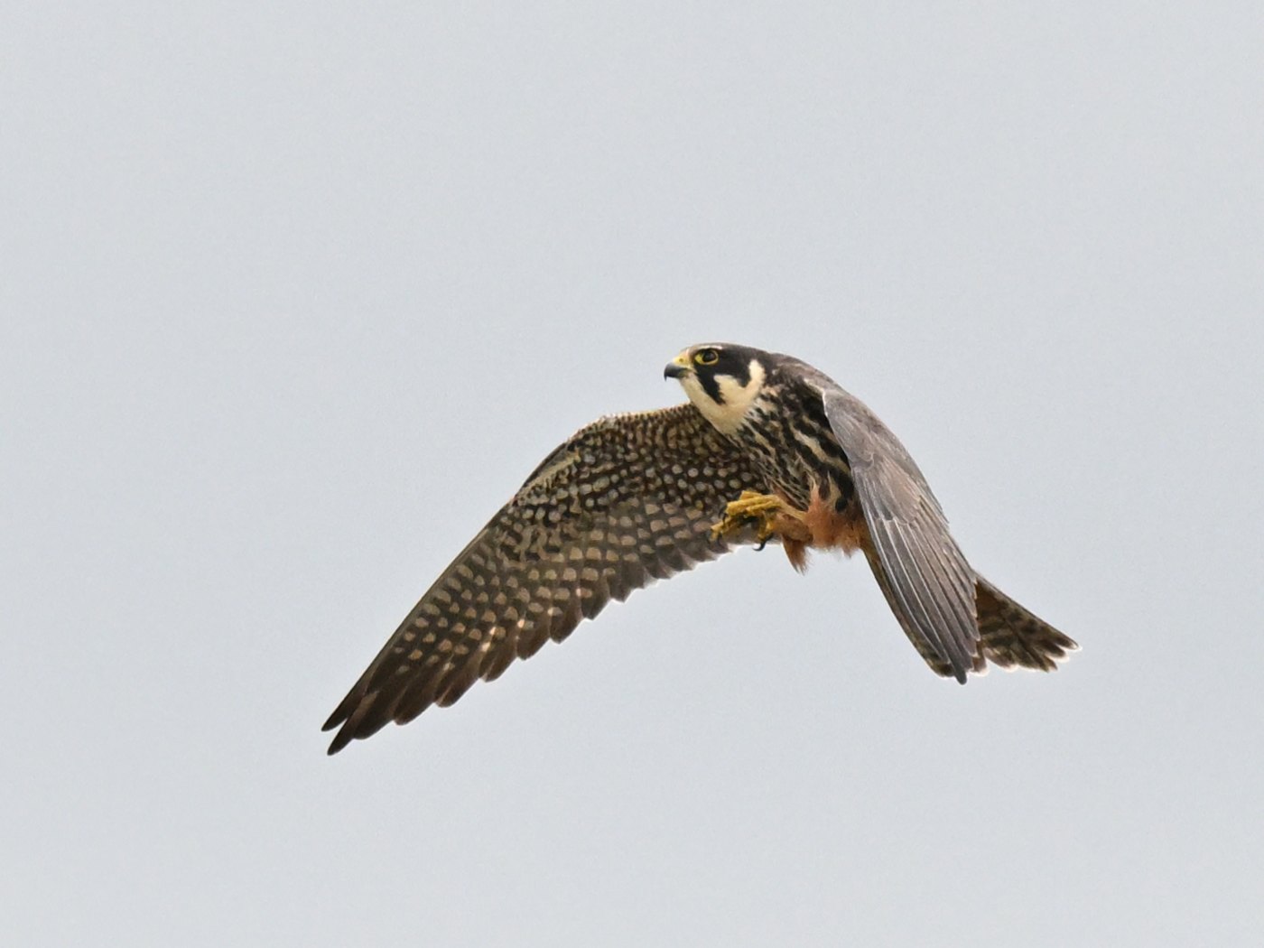 Hobby
