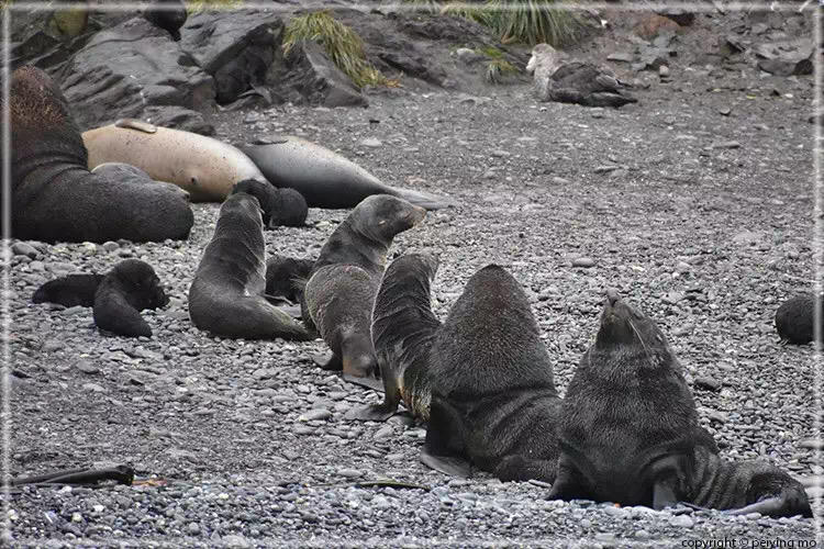 Fur seal day care?