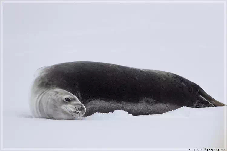 Weddell seal