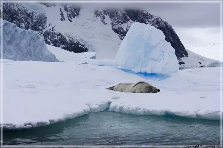Crab seal