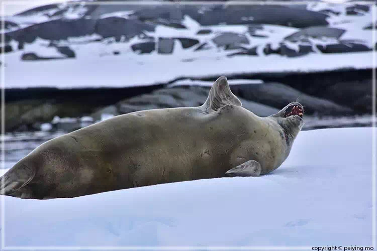 Crab seal