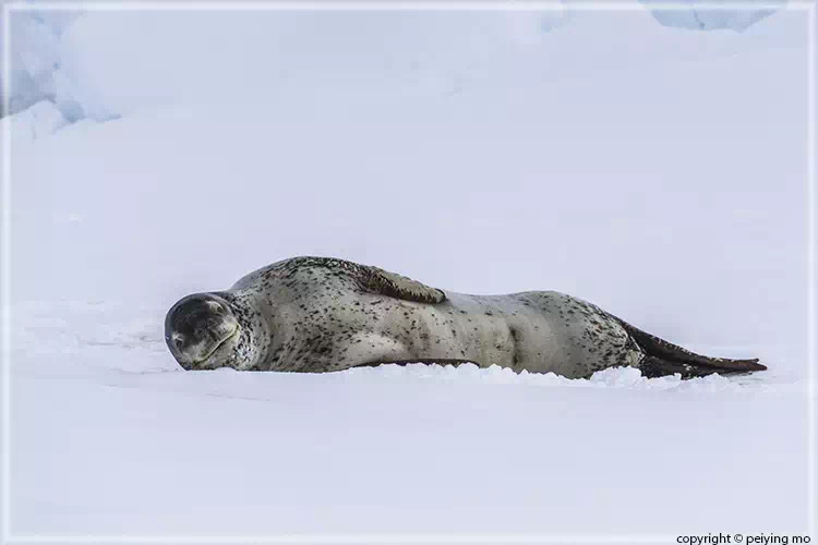 Leopard seal