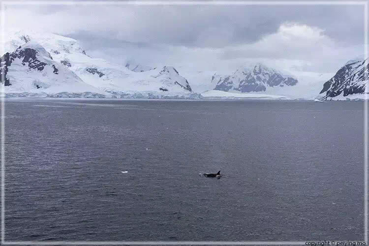 Orca, category B
