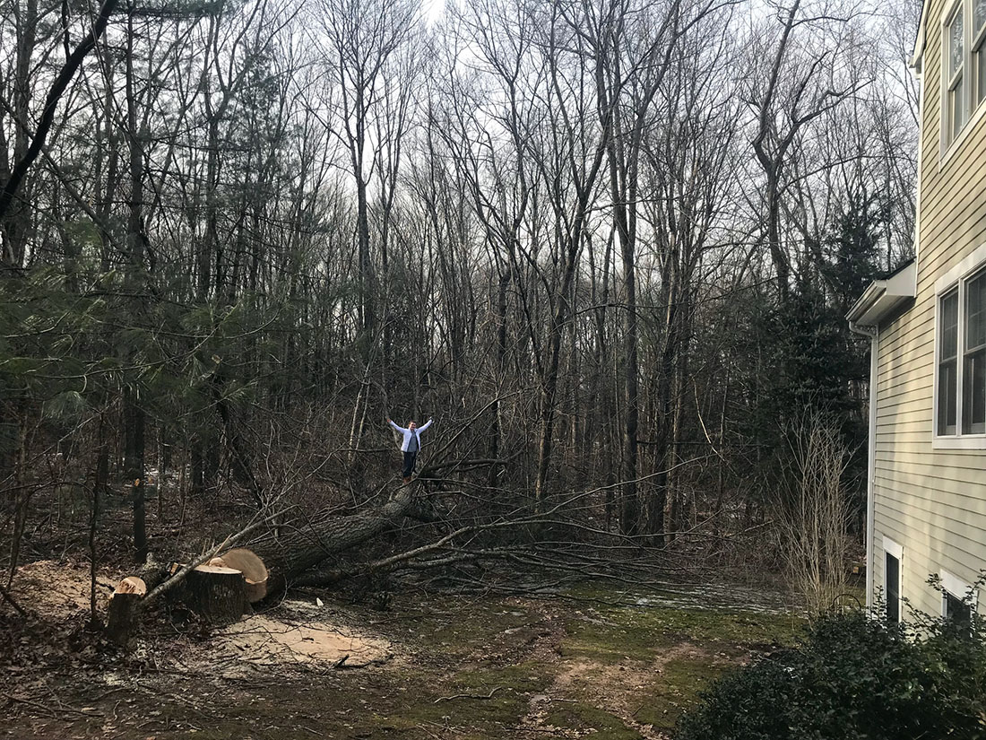 ellietreedown.jpg