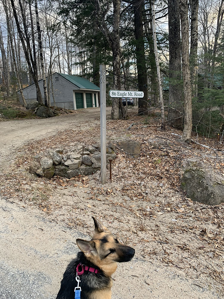 cabindog.jpg