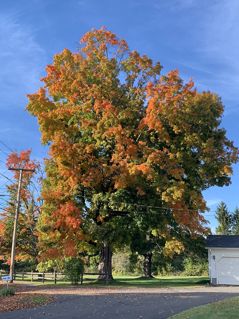 farmingtonTree22.jpg