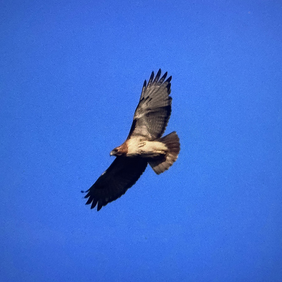 fhs23-hawk.jpg