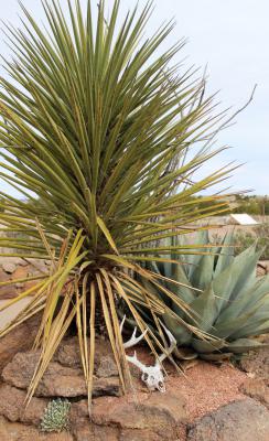 Yucca and Agave
