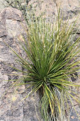 Sotol, or Desert Spoon