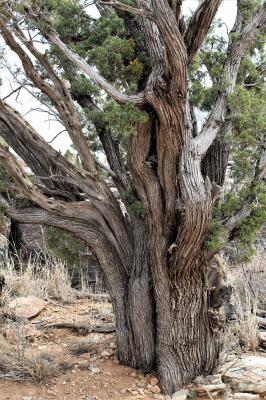 Juniperus erythrocarpa