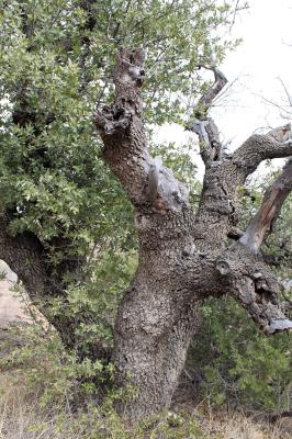 An Emory Oak