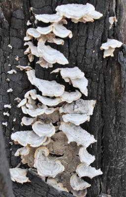 Fungal Display on a Burned Oak