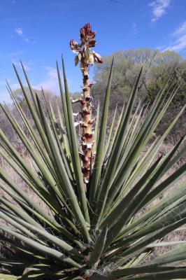 Mostly-eaten Yucca Inflorescence