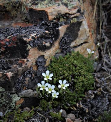 Alpine Sandwort