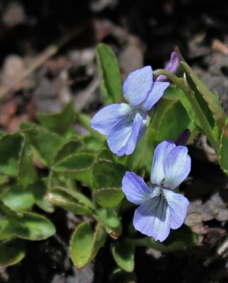 Viola adunca, Mountain Blue Violet
