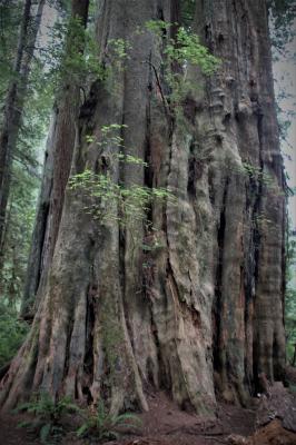 Del Norte Redwoods National and State Parks