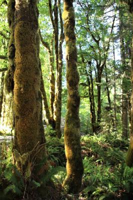 Red Alder and Bigleaf Maple