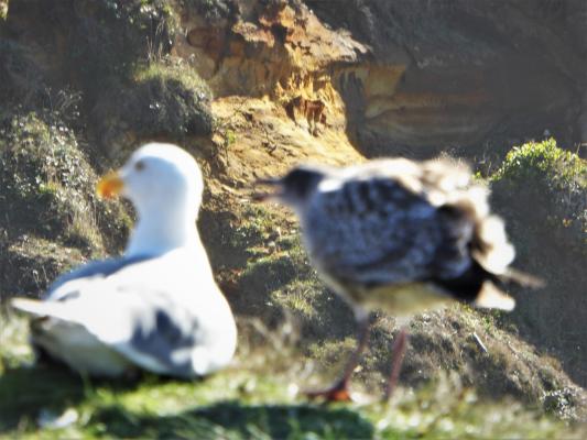 Young Gull Begging