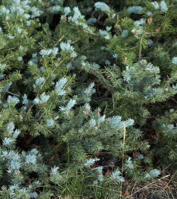 New Growth, Blue Spruce