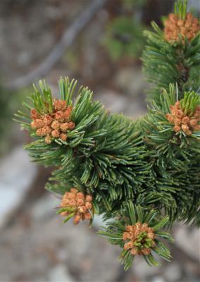 Male Cones on a Limber Pine