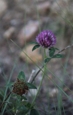 A Trifolium 