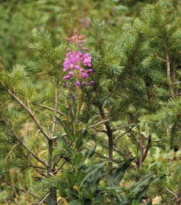 Fireweed, Chamaenerion angustifolium