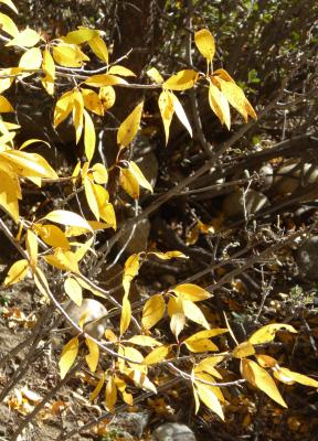 Narrowleaf Cottonwood, Populus angustifolia