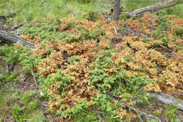 Mountain Juniper