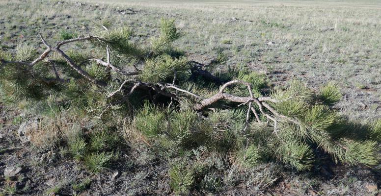 Pine in the Pasture