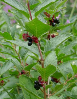 Bracted Twinberry
