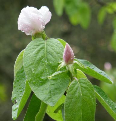 Plants, from Anywhere