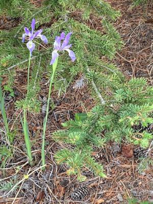 Iris missouriensis, Rocky Mountain Iris
