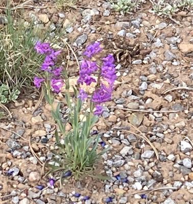 A Penstemon at 9700'+