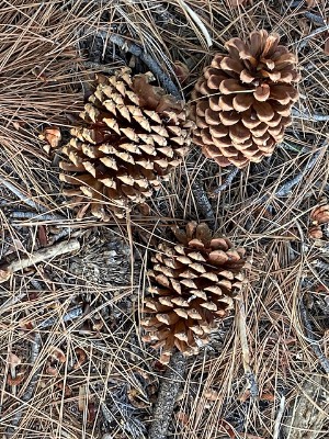 Ebbetts Pass National Scenic Byway