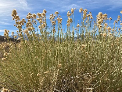 Mono Basin