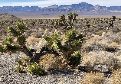 Nevada