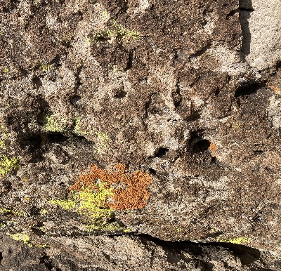 Lichens