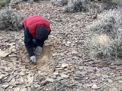 Oak Springs Summit Trilobite Site
